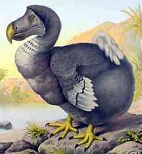 Dodo Vogel - Schmuck und Nachhaltigkeit